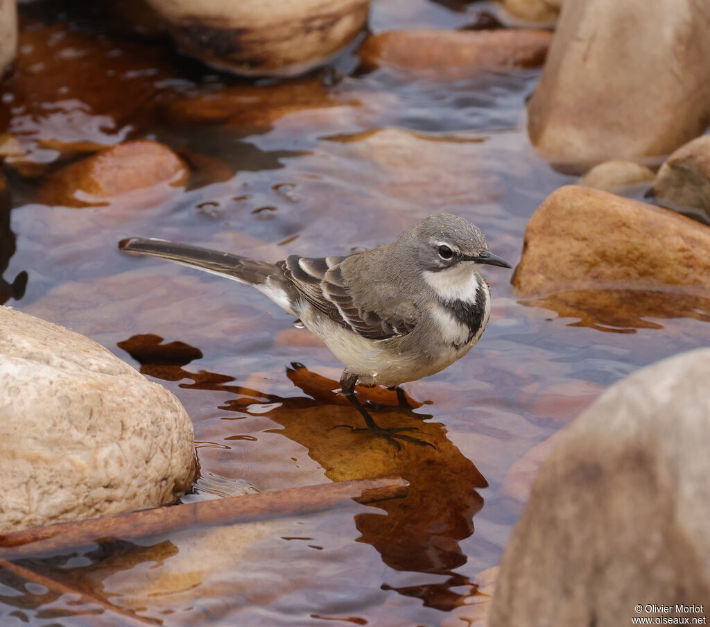 Cape Wagtail