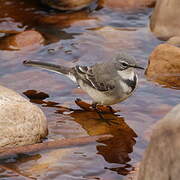 Cape Wagtail