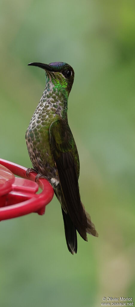 Violet-fronted Brilliant