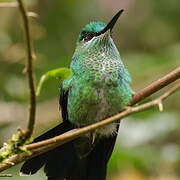 Green-crowned Brilliant