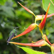 Green-crowned Brilliant