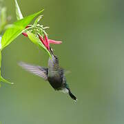 Green-crowned Brilliant