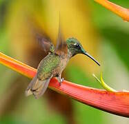 Green-crowned Brilliant