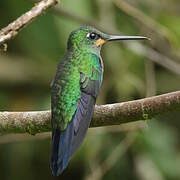 Green-crowned Brilliant