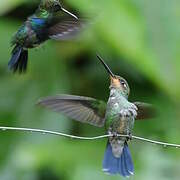 Green-crowned Brilliant