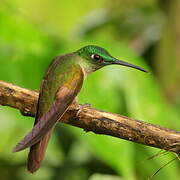 Fawn-breasted Brilliant