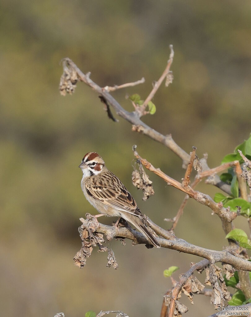 Bruant à joues marron