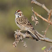 Lark Sparrow