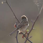 Brewer's Sparrow