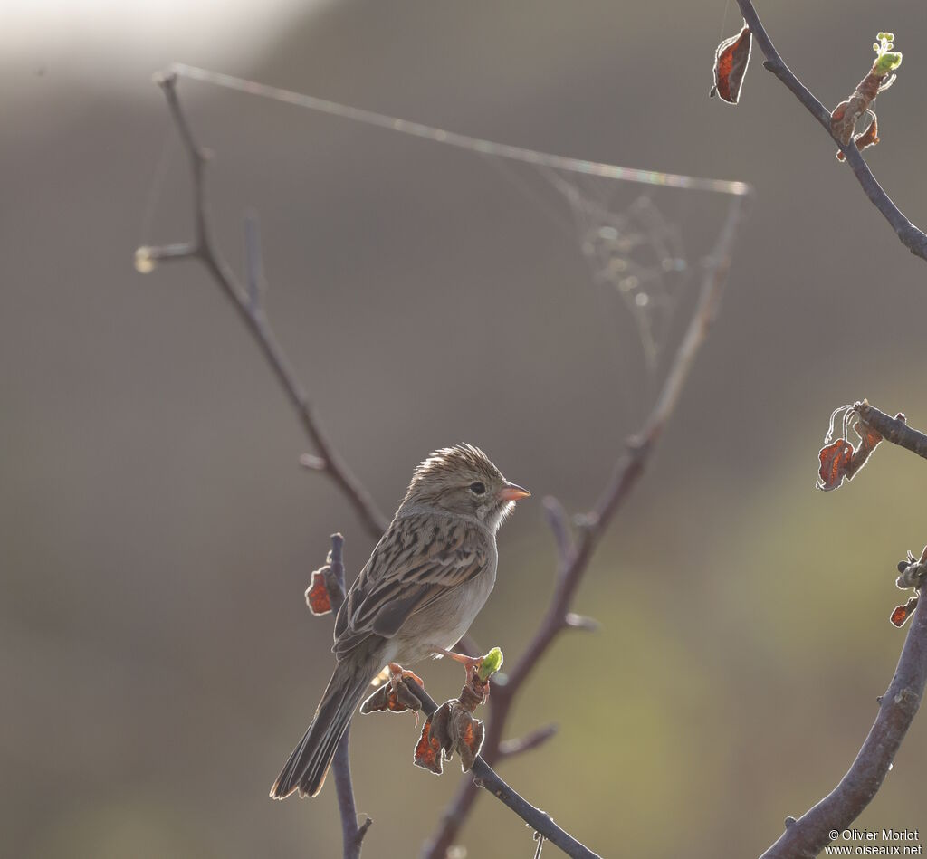 Brewer's Sparrow