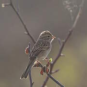 Brewer's Sparrow