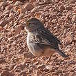 Bruant des savanes