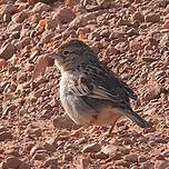 Bruant des savanes