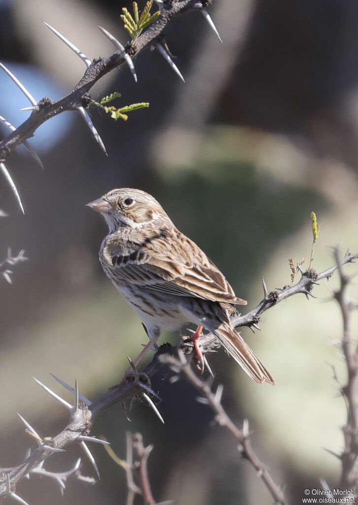 Vesper Sparrow