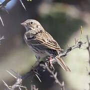 Vesper Sparrow