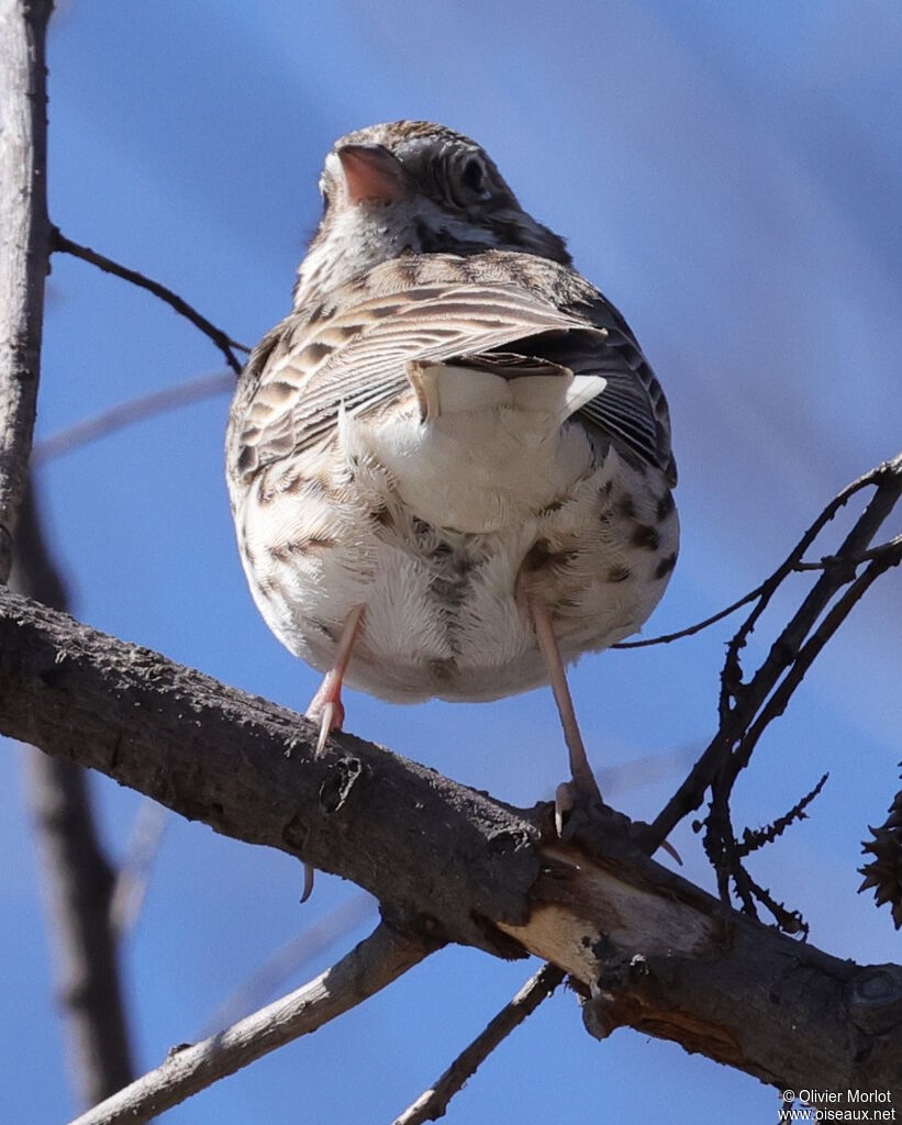 Vesper Sparrow