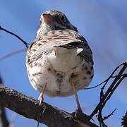 Vesper Sparrow