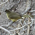 Bulbul à poitrine jaune