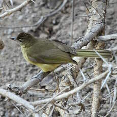 Bulbul à poitrine jaune
