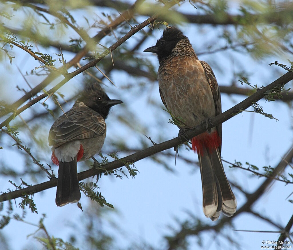 Bulbul à ventre rouge