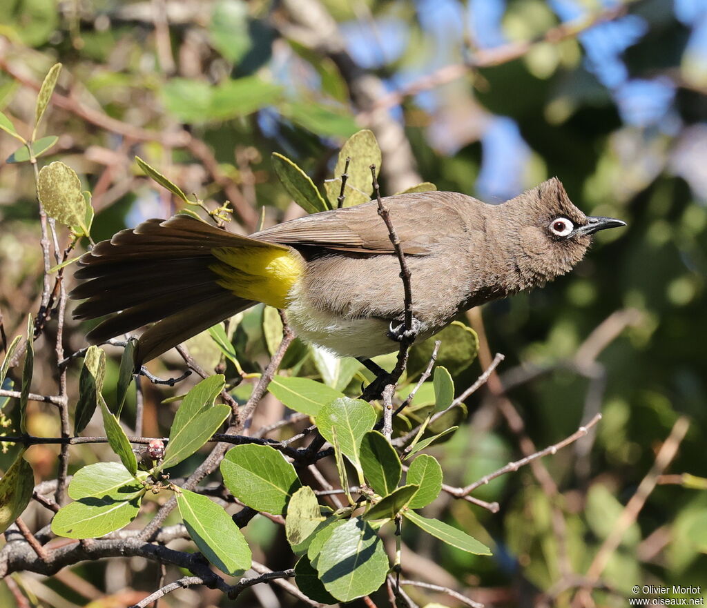 Cape Bulbul