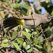 Bulbul du Cap