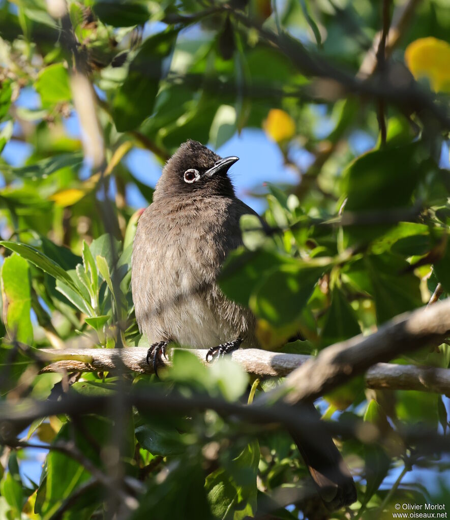 Cape Bulbul