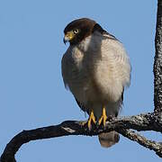 Roadside Hawk