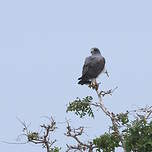 Buse à queue blanche