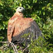 Black-collared Hawk