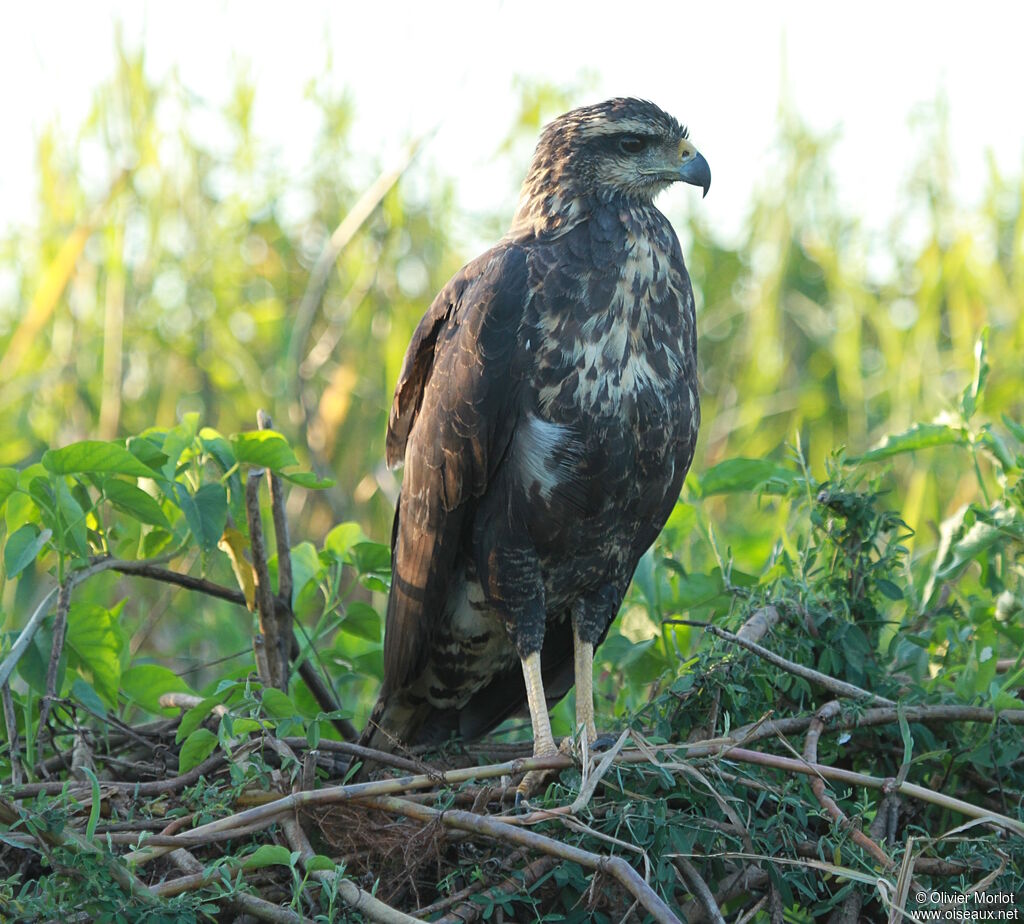 Black-chested Buzzard-Eagleimmature