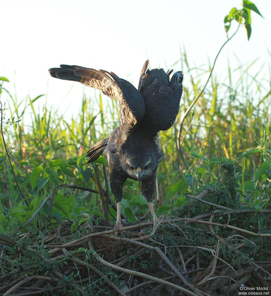 Black-chested Buzzard-Eagleimmature