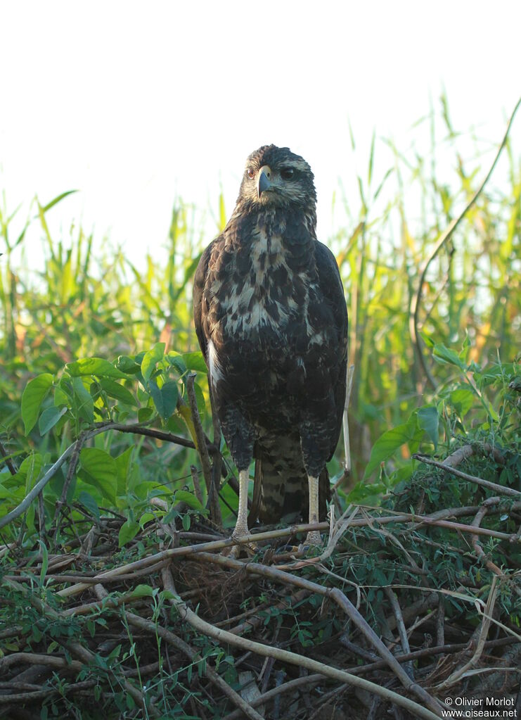 Black-chested Buzzard-Eagleimmature