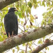 Common Black Hawk