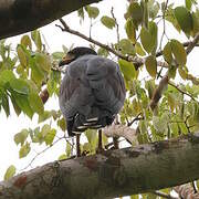 Common Black Hawk