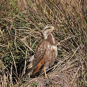 Savanna Hawk