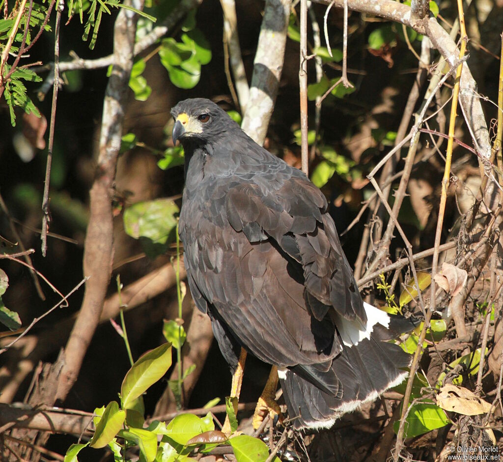 Great Black Hawk