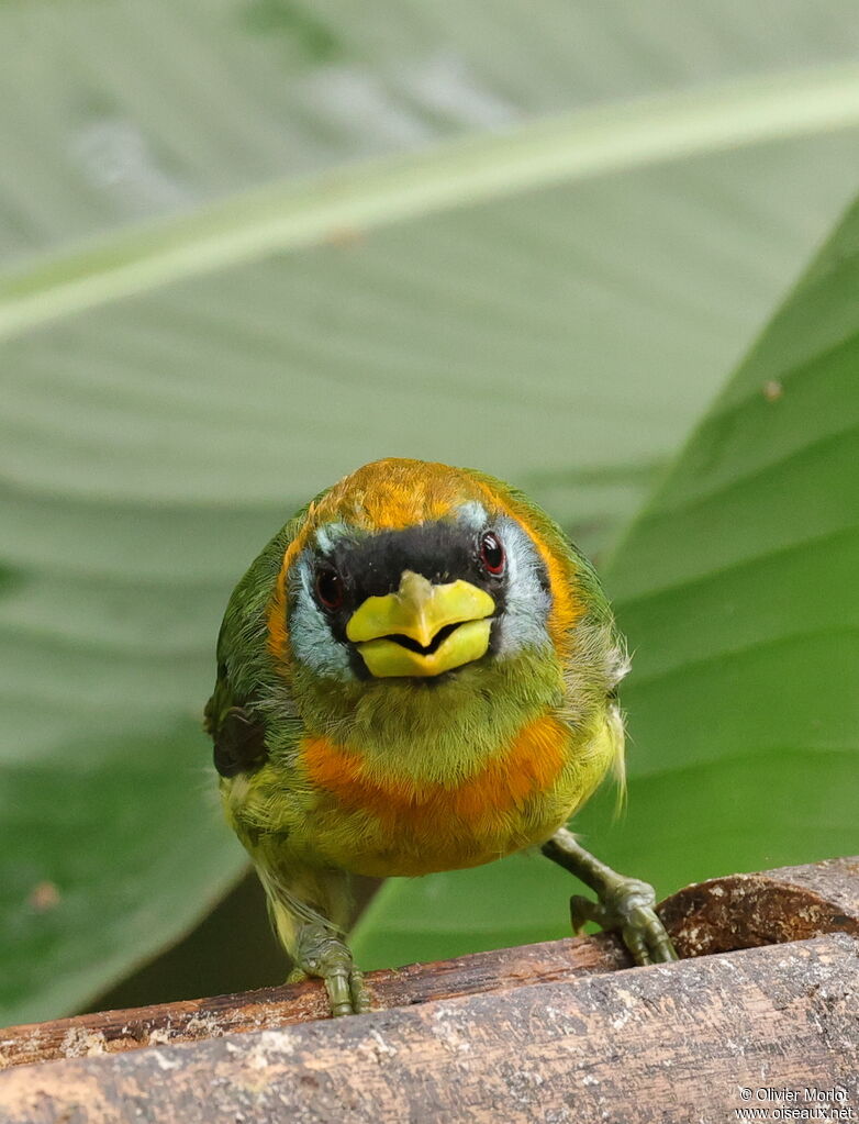 Red-headed Barbet