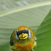 Red-headed Barbet