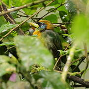 Red-headed Barbet