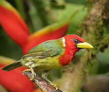 Red-headed Barbet