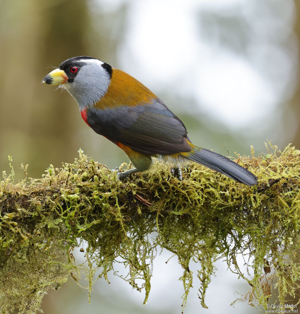 Toucan Barbet