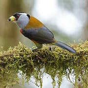 Toucan Barbet