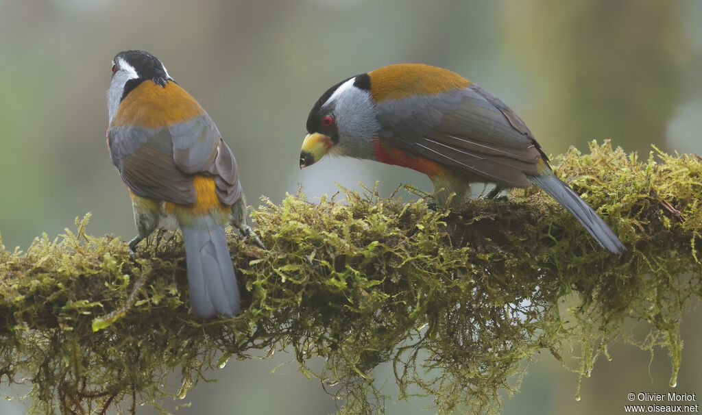 Toucan Barbet