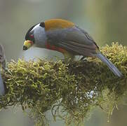 Toucan Barbet