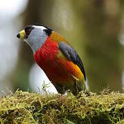 Toucan Barbet