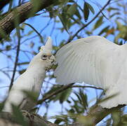 Western Corella