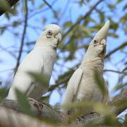 Western Corella