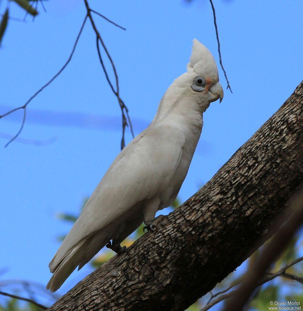 Western Corella