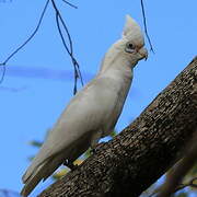 Western Corella